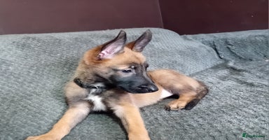 Belgian Shepherd Dog dogs - Advert 11