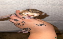 Bengal cats for sale: 10 Beautiful Bengal Kittens - Image 8