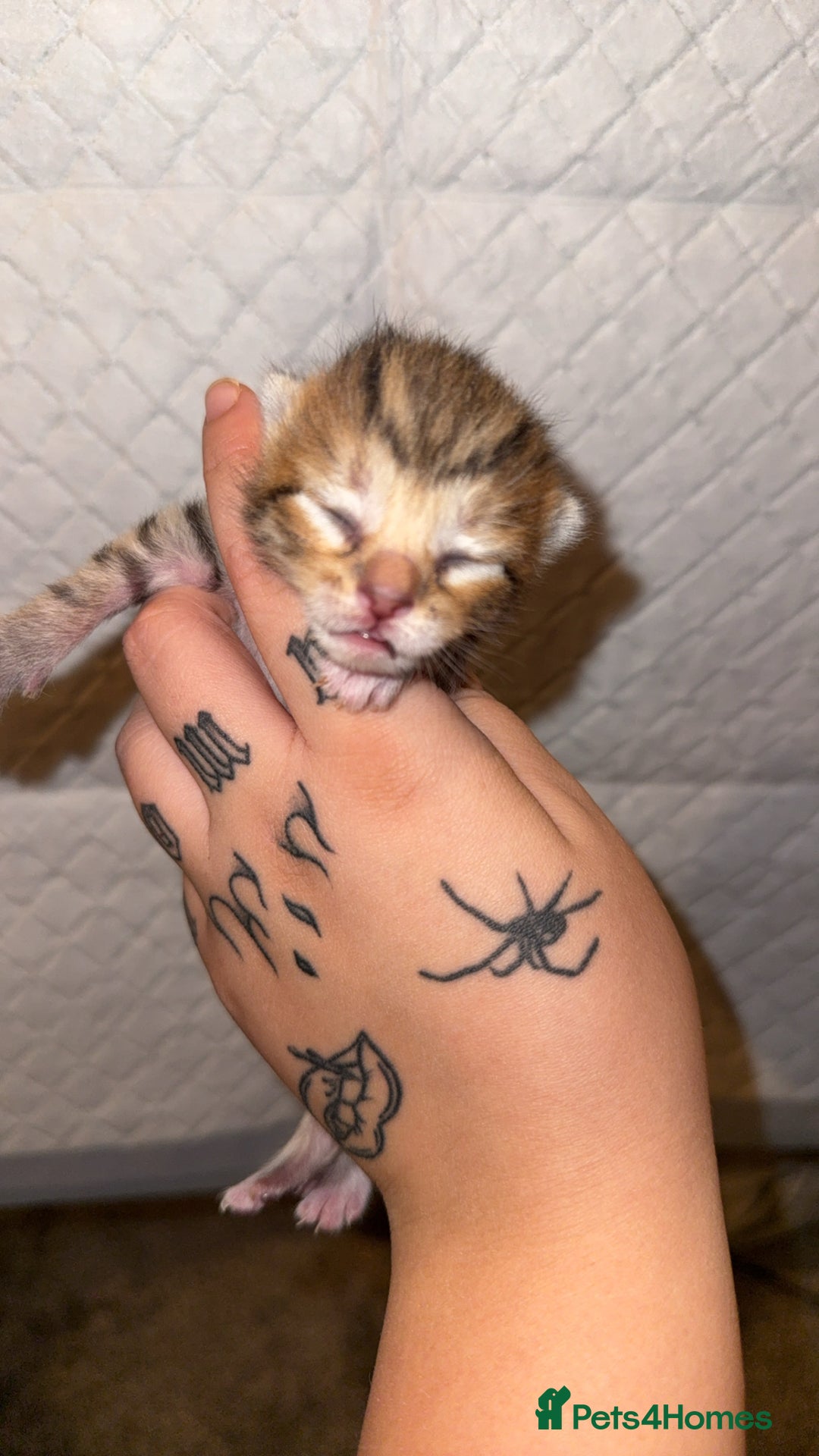 Bengal cats for sale: 10 Beautiful Bengal Kittens - Image 8