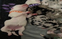 Mixed Breed dogs for sale: beautiful Bull/Greyhound puppies  - Image 7