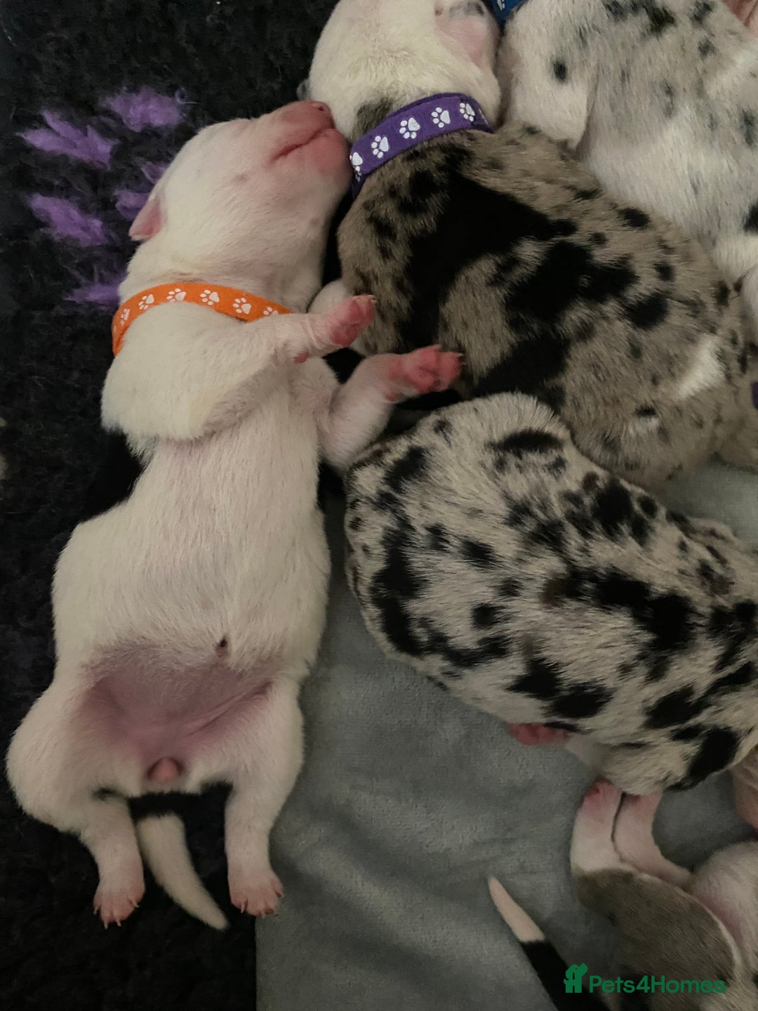 Mixed Breed dogs for sale: beautiful Bull/Greyhound puppies  - Image 7