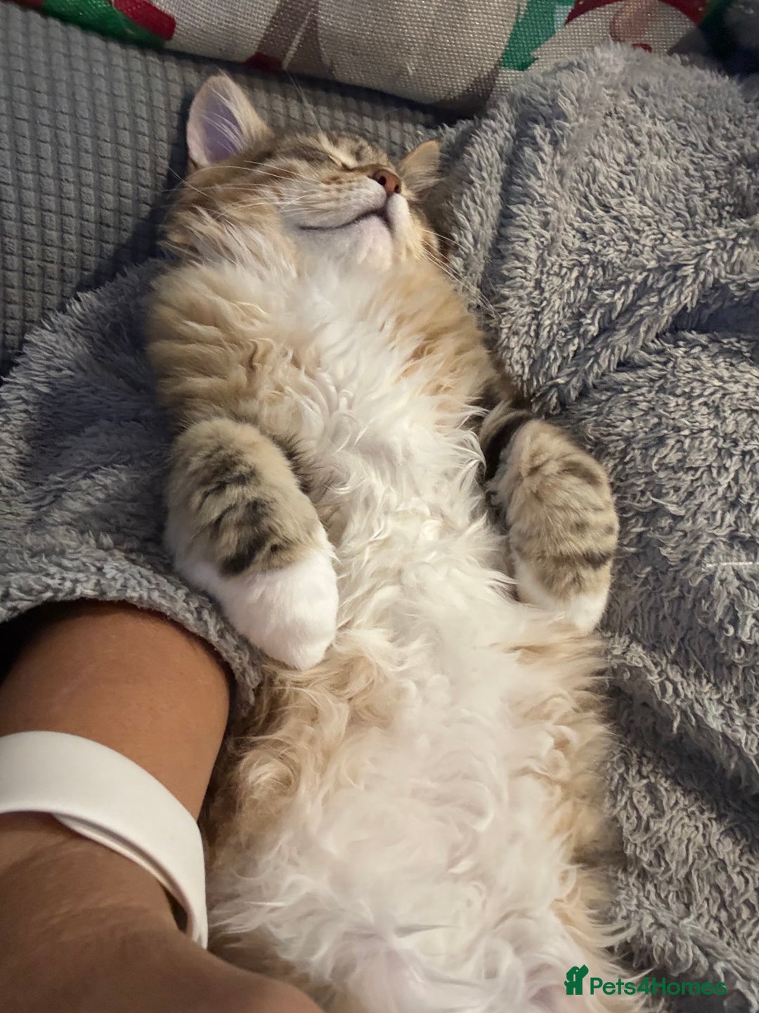 Siberian cats for sale: Fluffy Siberian Kittens Ready for loving homes🥰 - Advert 4