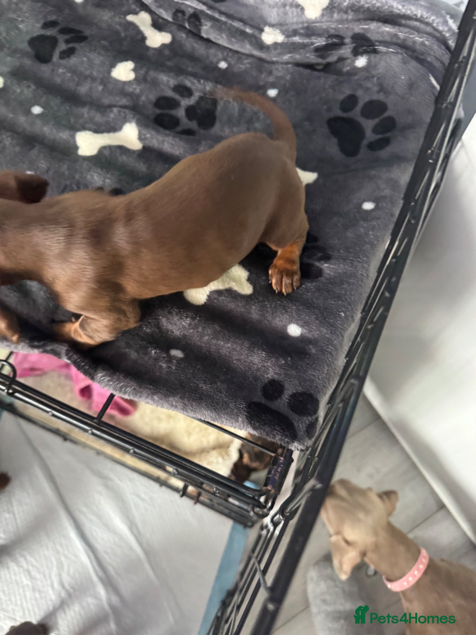 Miniature Dachshund dogs for sale: Mini dachshund  in Brighton - Advert 13