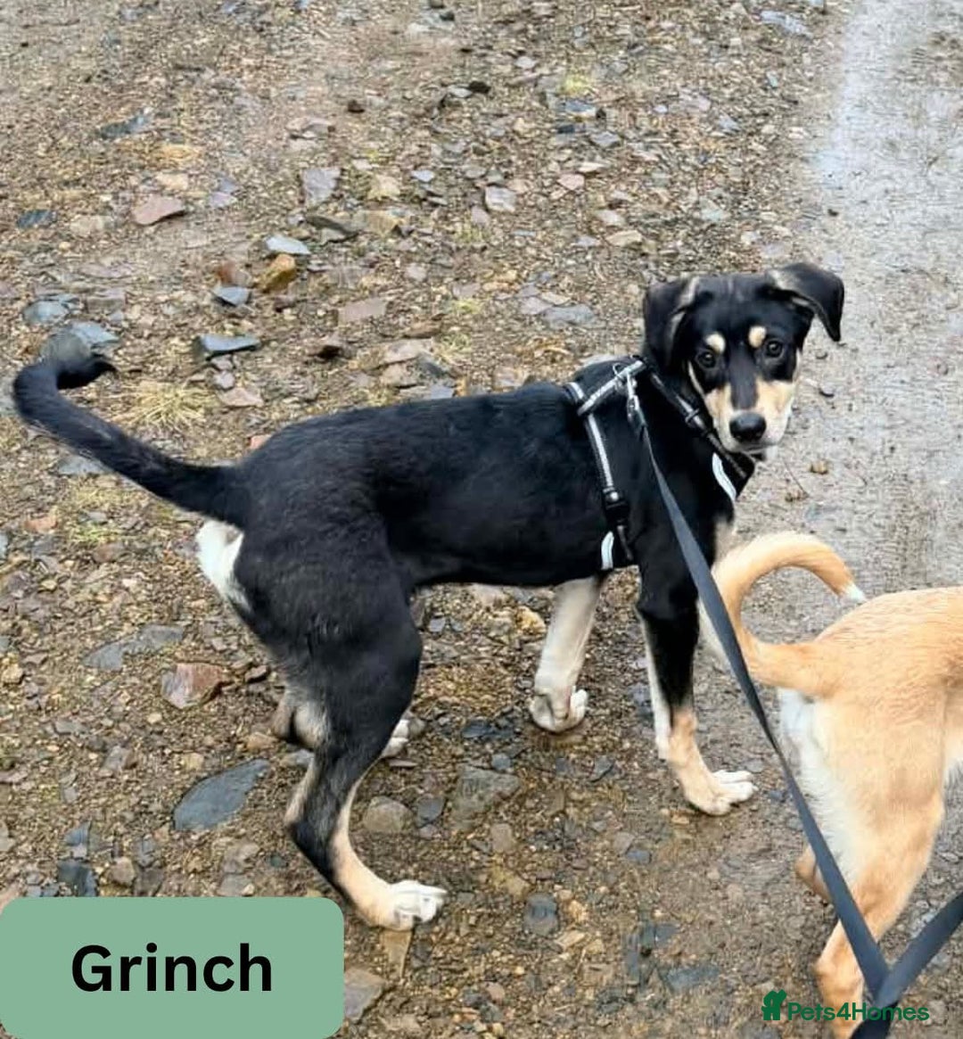 Mixed Breed dogs for adoption: Grinch 💕 - Advert 1