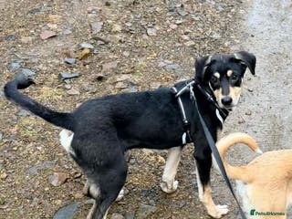 Mixed Breed dogs Grinch 💕 - Advert 1