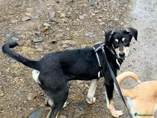 Mixed Breed dogs Grinch 💕 - Advert 3