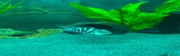 Cichlids fish for sale: 🐠 Proven Pair – Polar Blue Parrot Cichlids in Bridgnorth - Advert 2