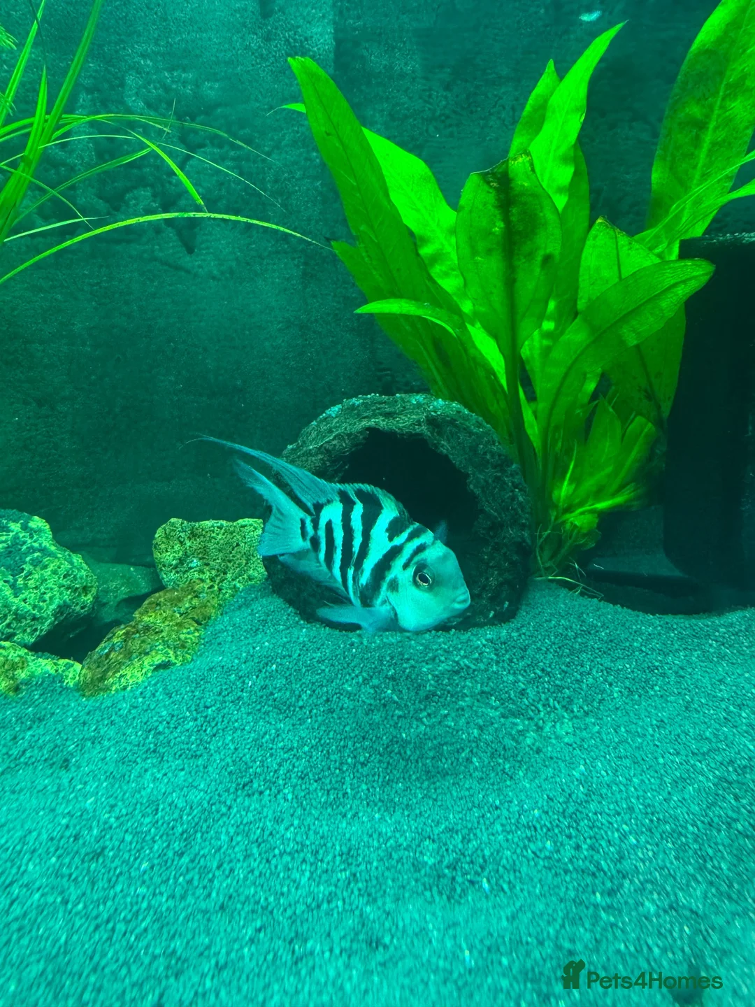 Cichlids fish for sale: 🐠 Proven Pair – Polar Blue Parrot Cichlids in Bridgnorth - Advert 2