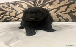 Cockapoo dogs for sale: F1 cockapoo puppies  - Image 4