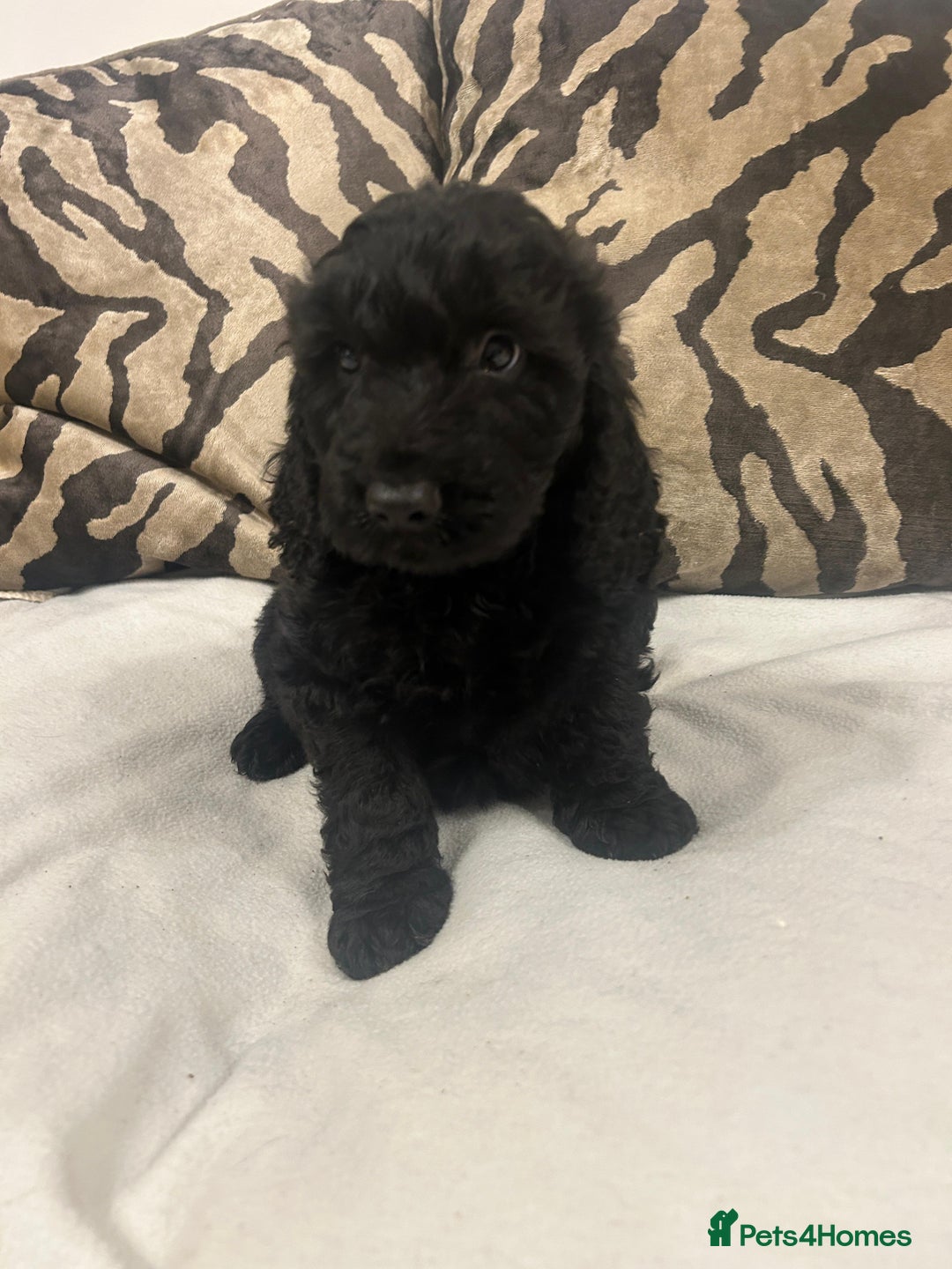 Cockapoo dogs for sale: F1 cockapoo puppies  - Image 4