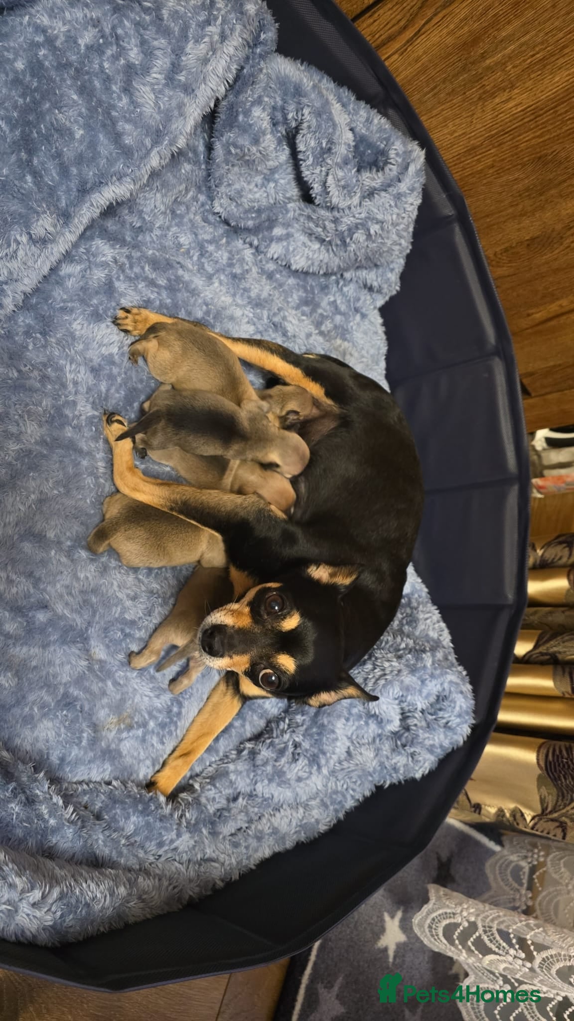 Chihuahua dogs 3 males and 2 females for sale  - Advert 2
