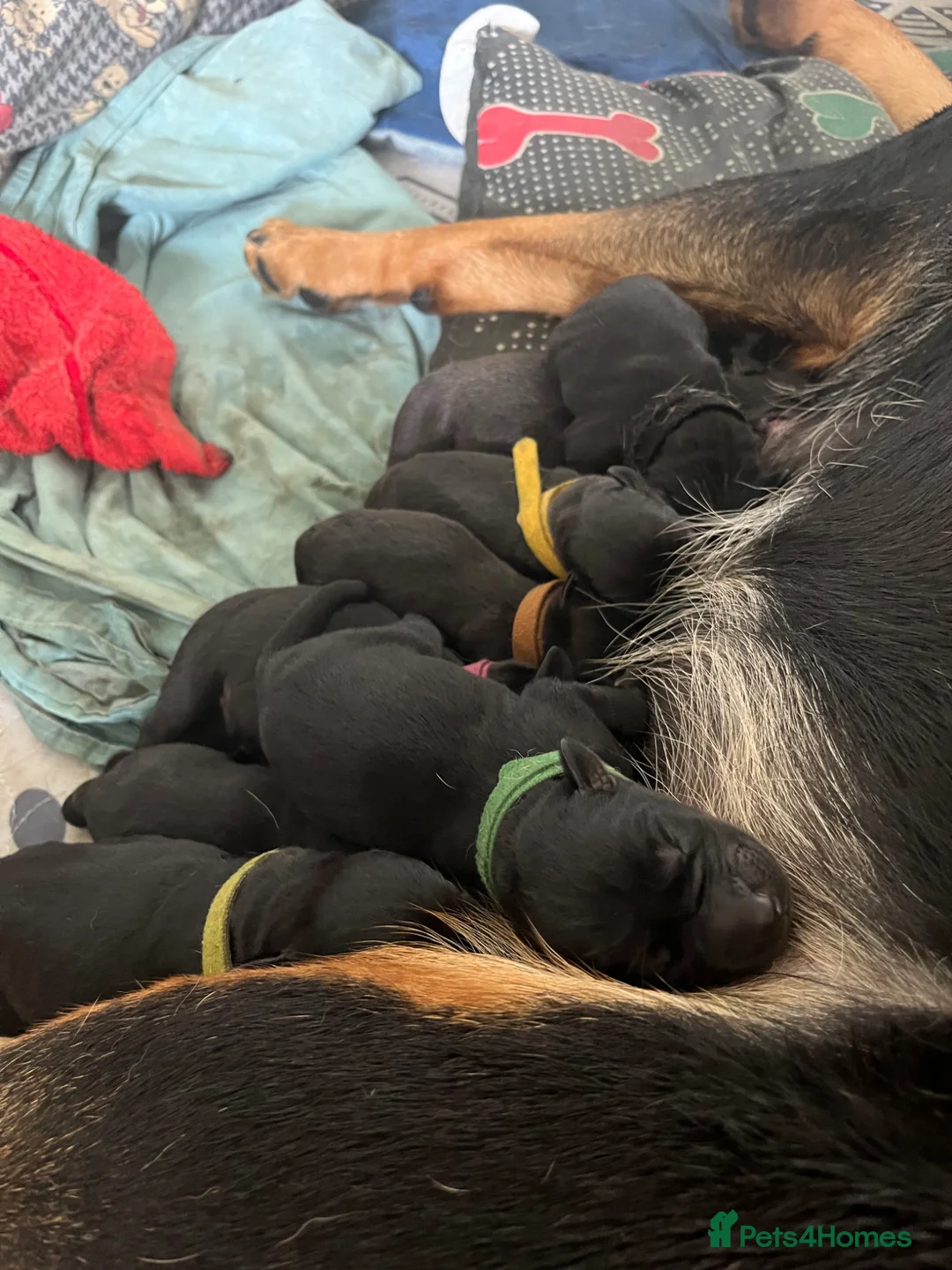 Mixed Breed dogs for sale: Rottweiler X Lab puppies  - Advert 1