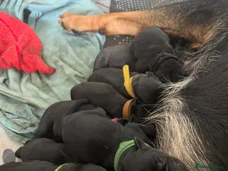 Mixed Breed dogs Rottweiler X Lab puppies - Advert 5