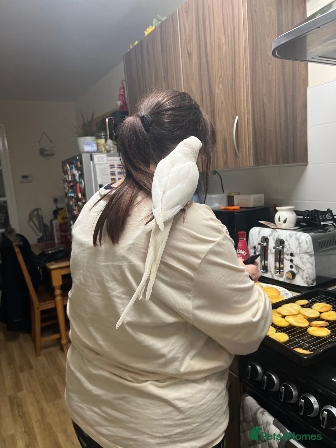 Ringnecks birds for sale: White Tamed Ringneck Parrot  - Advert 3