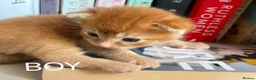 Mixed Breed cats for sale: Beautiful Kittens - Advert 6