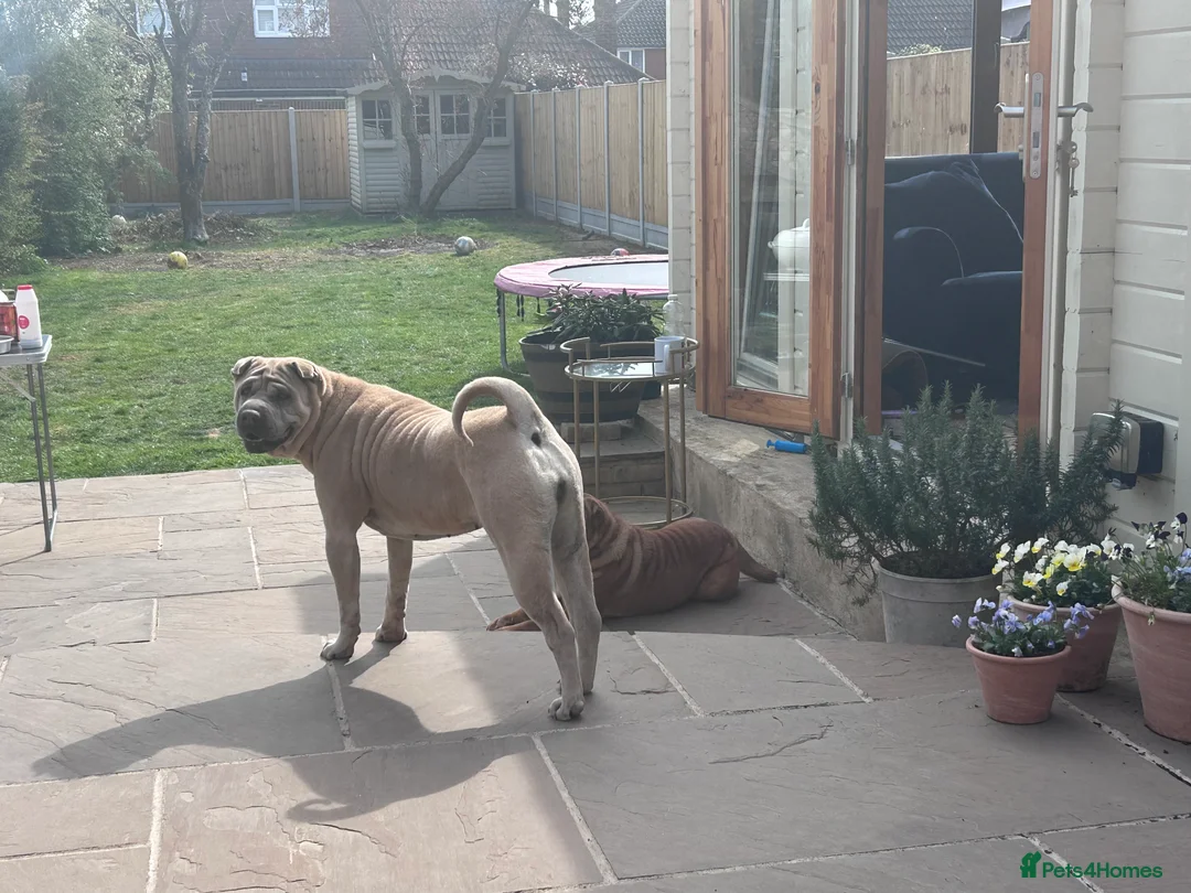 Shar Pei dogs for sale: Traditional shar pei female  - Advert 3