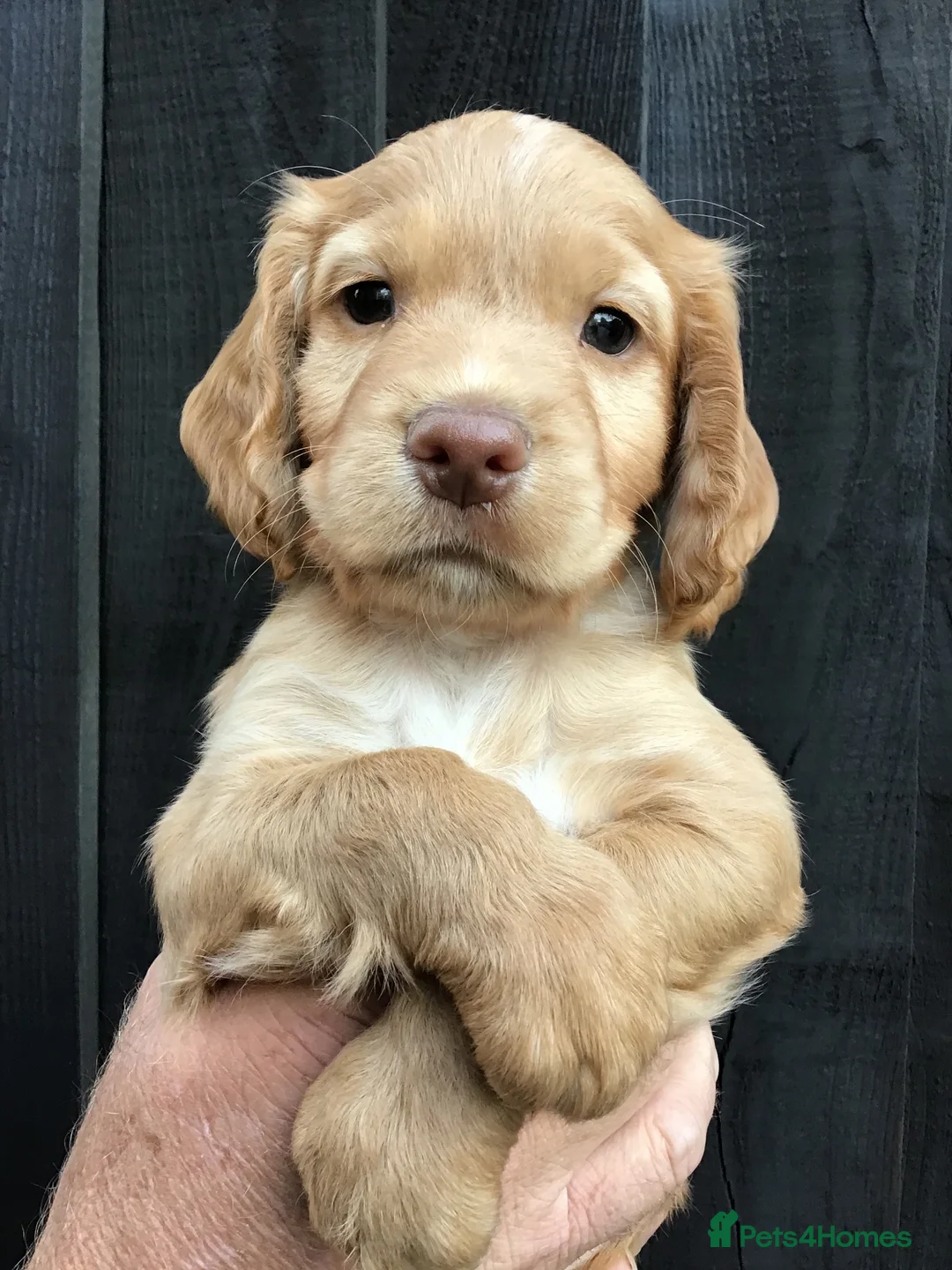 Cocker Spaniel dogs for sale: Cocker Spaniel puppies  in Stourport-on-Severn - Advert 2