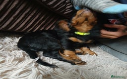 Dachshund dogs for sale: Last beautiful dachshund left. - Image 4