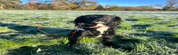 Sprocker dogs for sale: 18 month old working sprocker spaniel  - Advert 2