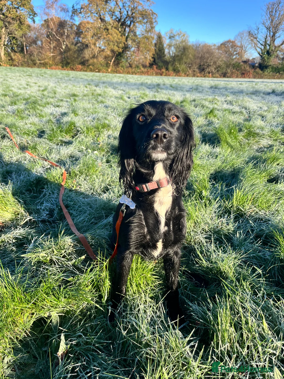 Sprocker dogs for sale: 18 month old working sprocker spaniel  - Advert 2