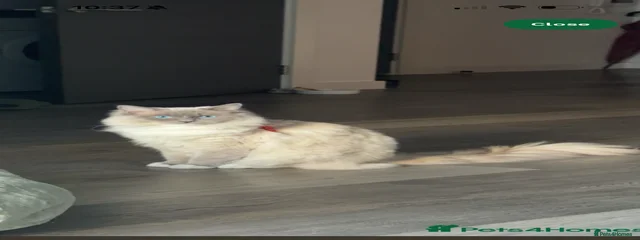 Riki