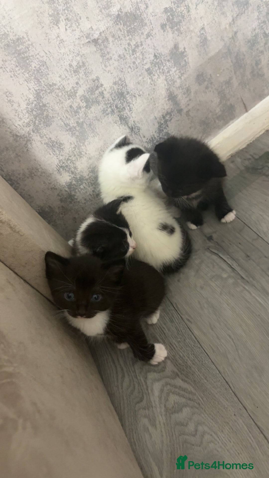 British Shorthair cats for sale: 6 beautiful black and white kittens - Image 1