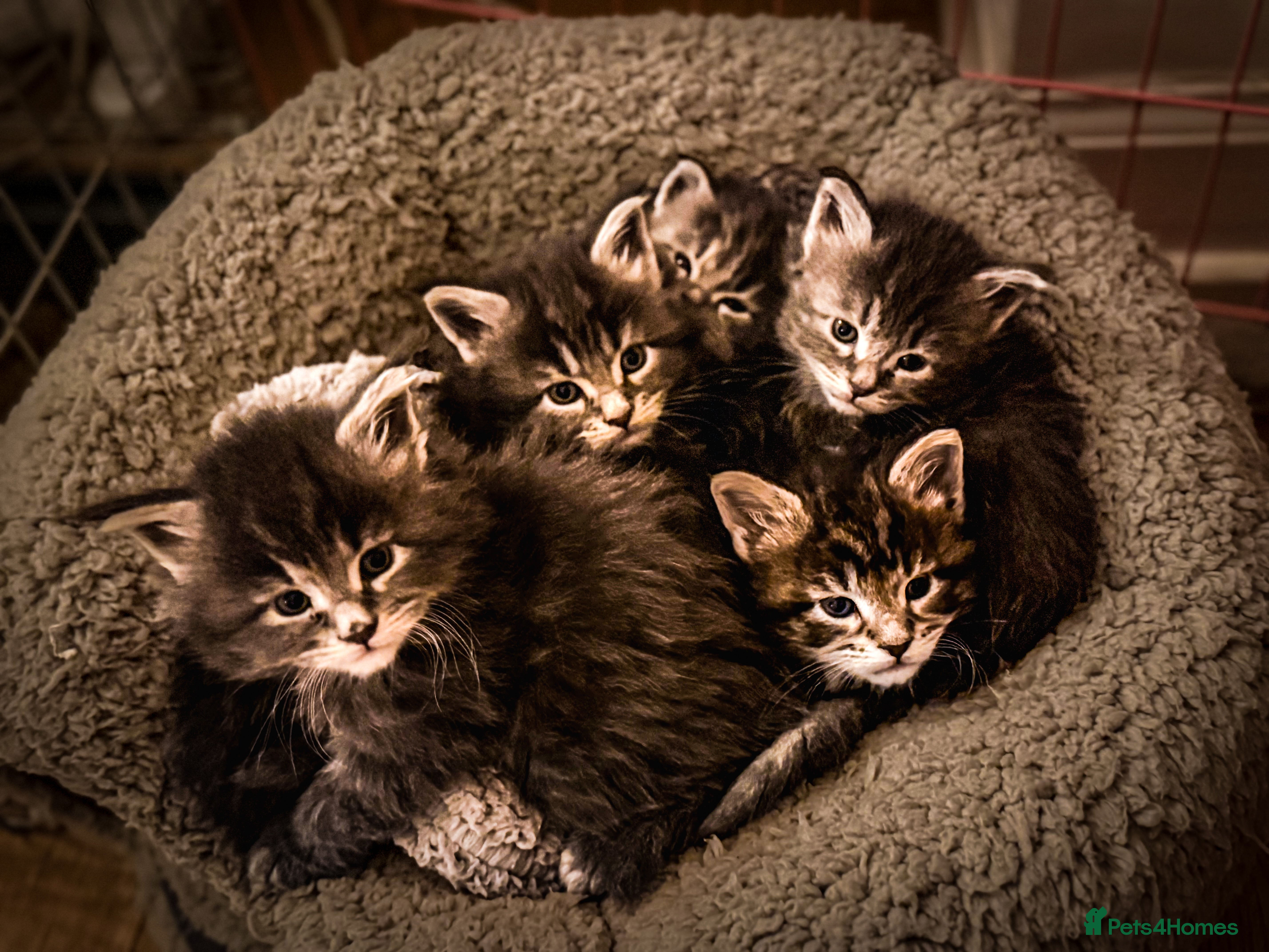 Maine Coon cats 🐾DNA CLEAR MAINE COON CUBS🐾 - Advert 17