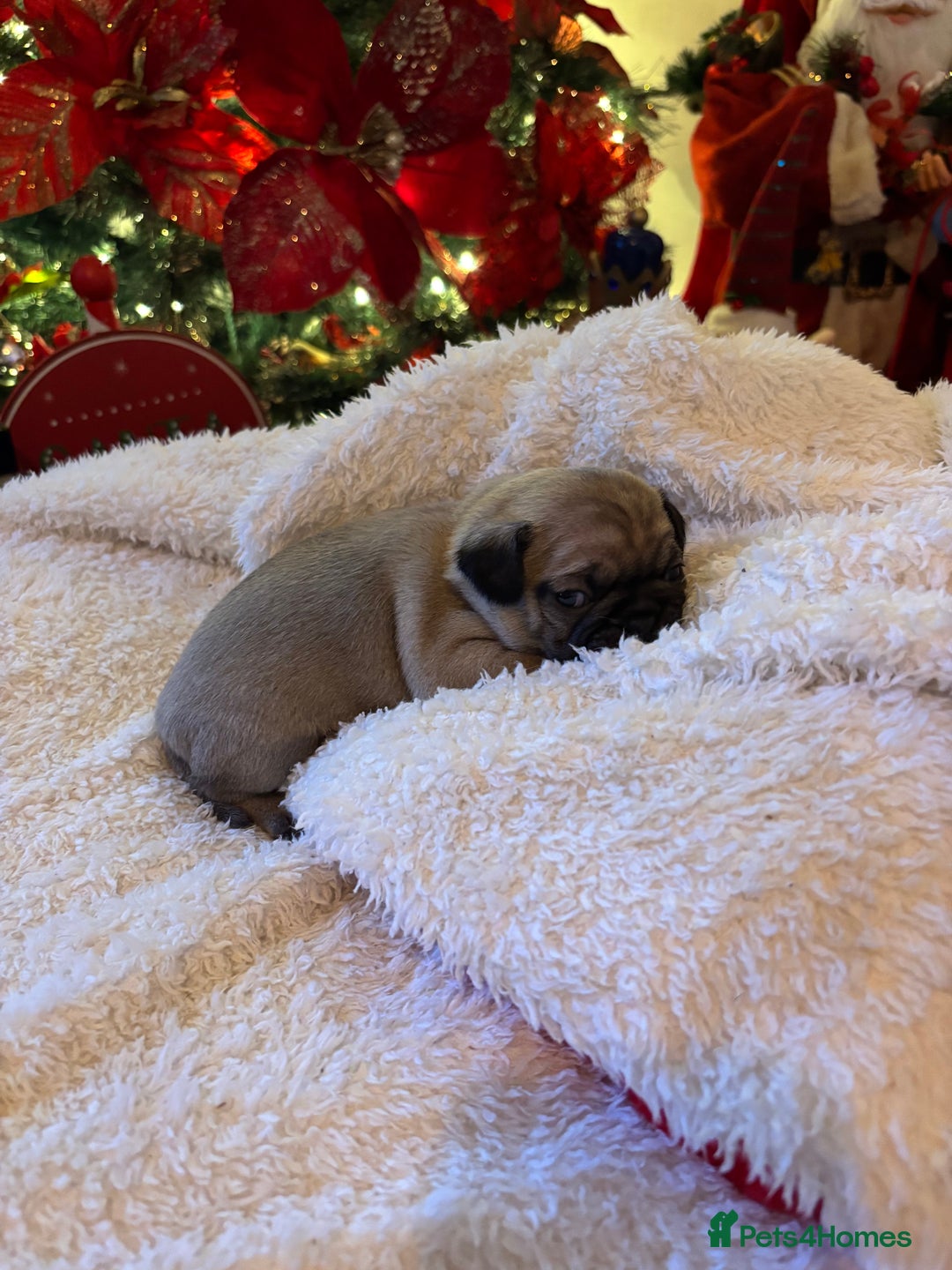 Pug dogs for sale: Pug puppies - Advert 22