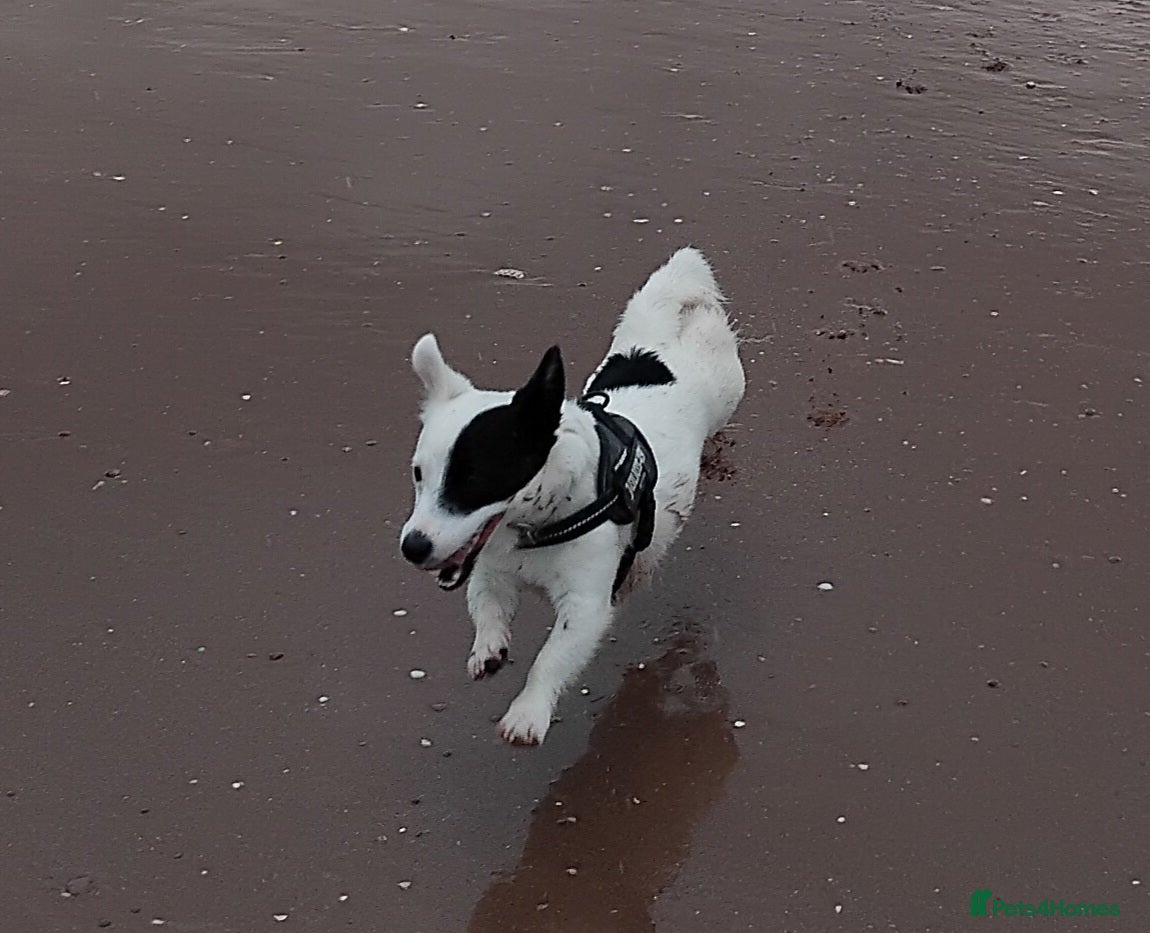 Jack Russell dogs Jack russell for rehoming  - Advert 4