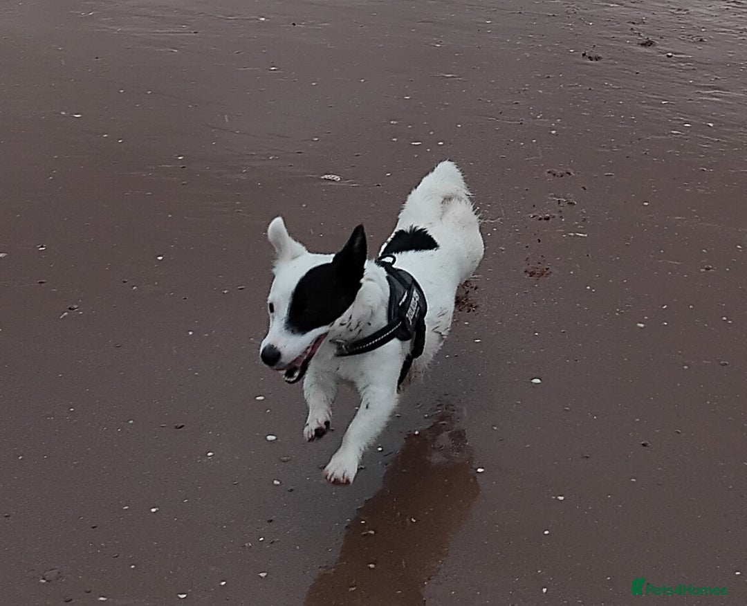 Jack Russell dogs for sale: Jack russell for rehoming  - Advert 1