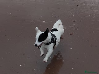 Jack Russell dogs Jack russell for rehoming - Advert 1