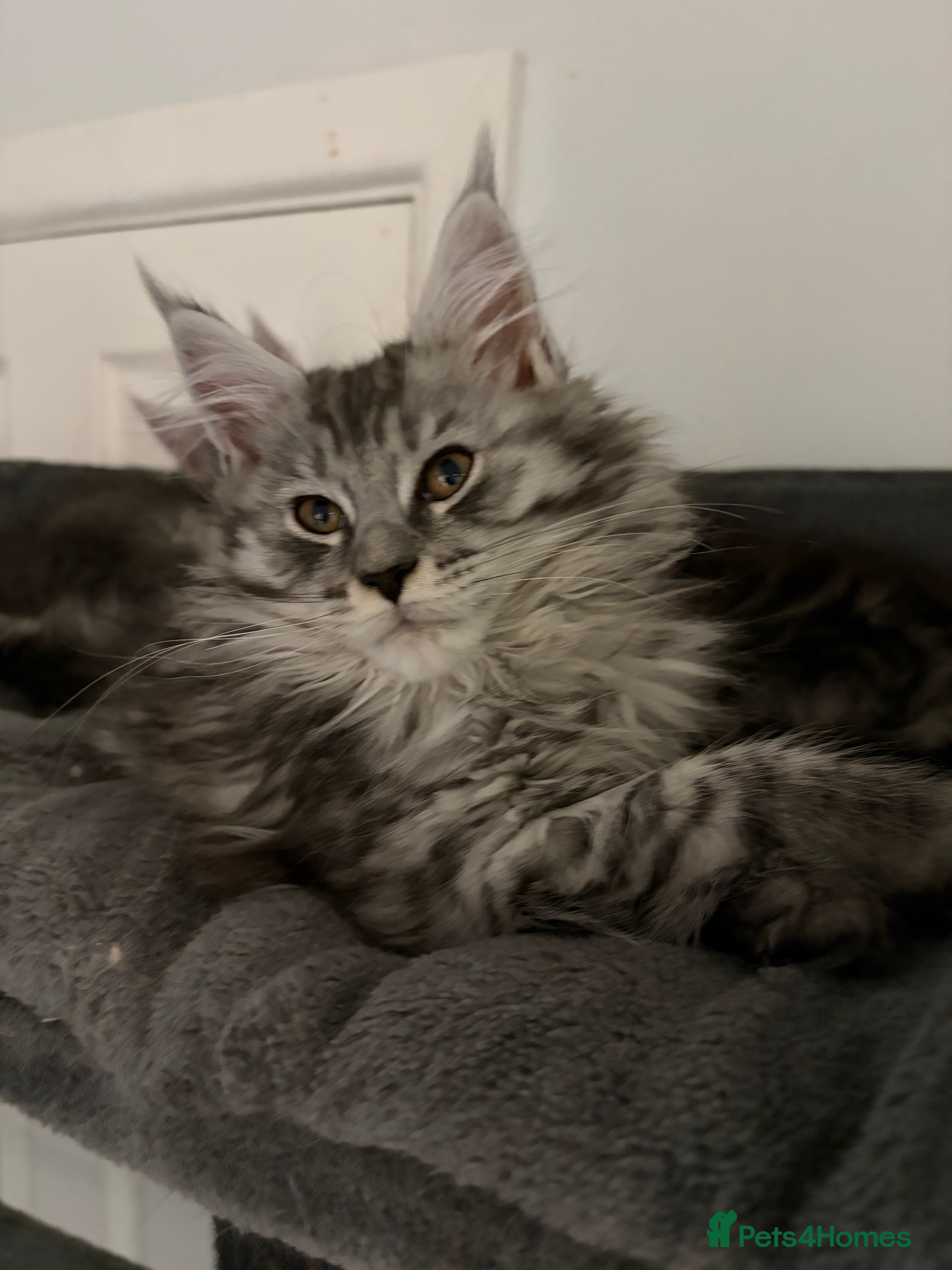 Maine Coon cats  TICA Maine Coon Kittens Ready now!   - Advert 5