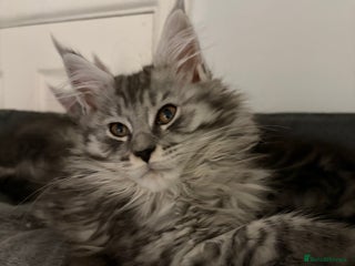Maine Coon cats TICA Maine Coon Kittens Ready now! - Advert 5