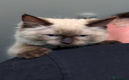 Ragdoll cats for sale: Ragdoll kittens for sale - Image 5
