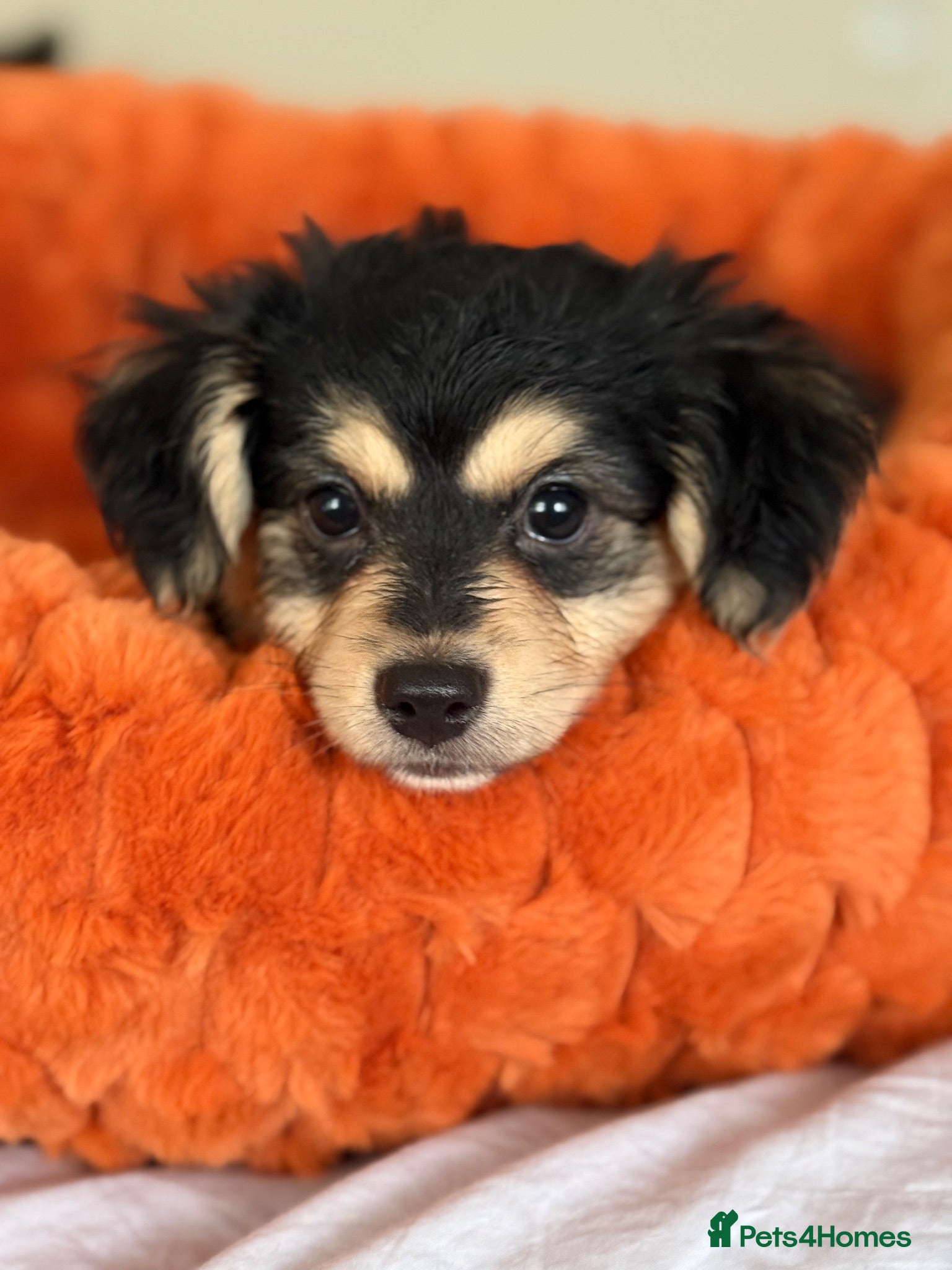 Mixed Breed dogs Maltese x JackChi puppies - ready to go - Advert 2