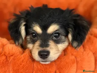 Mixed Breed dogs Maltese x JackChi puppies - ready to go - Advert 2