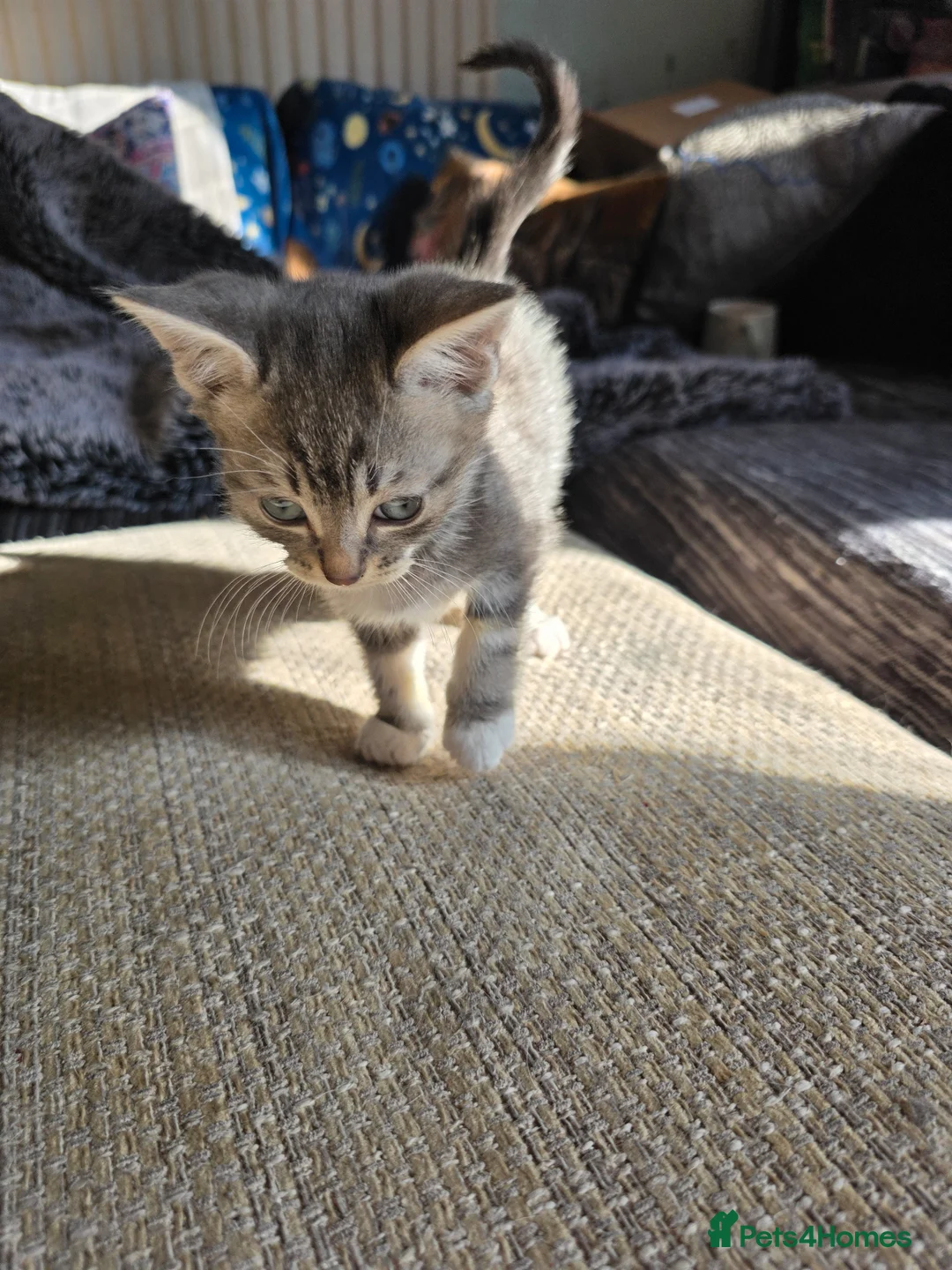 Mixed Breed cats for sale: 2 gorgeous bengal/tabby boys - Advert 5