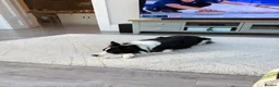 Border Collie dogs for sale: Border Collie Boy  - Advert 5