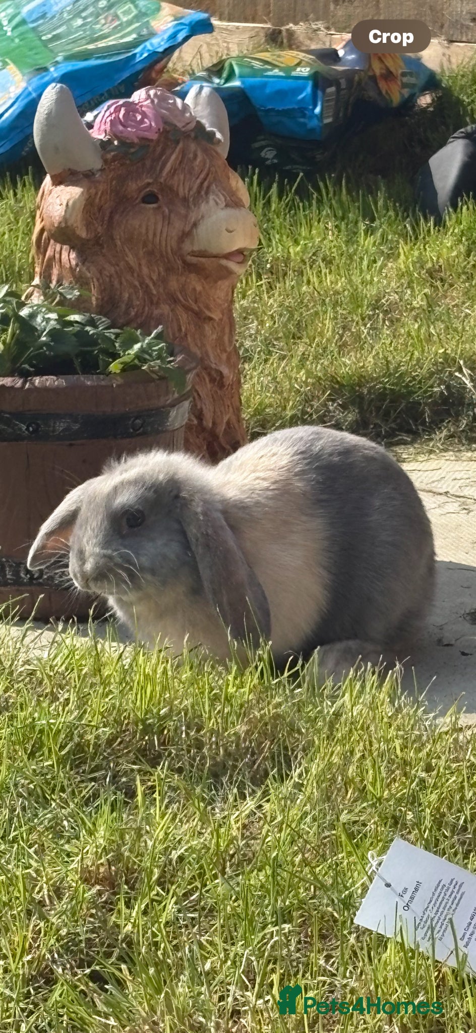 Mixed Breed rabbits for sale: 2 female rabbits - Advert 1