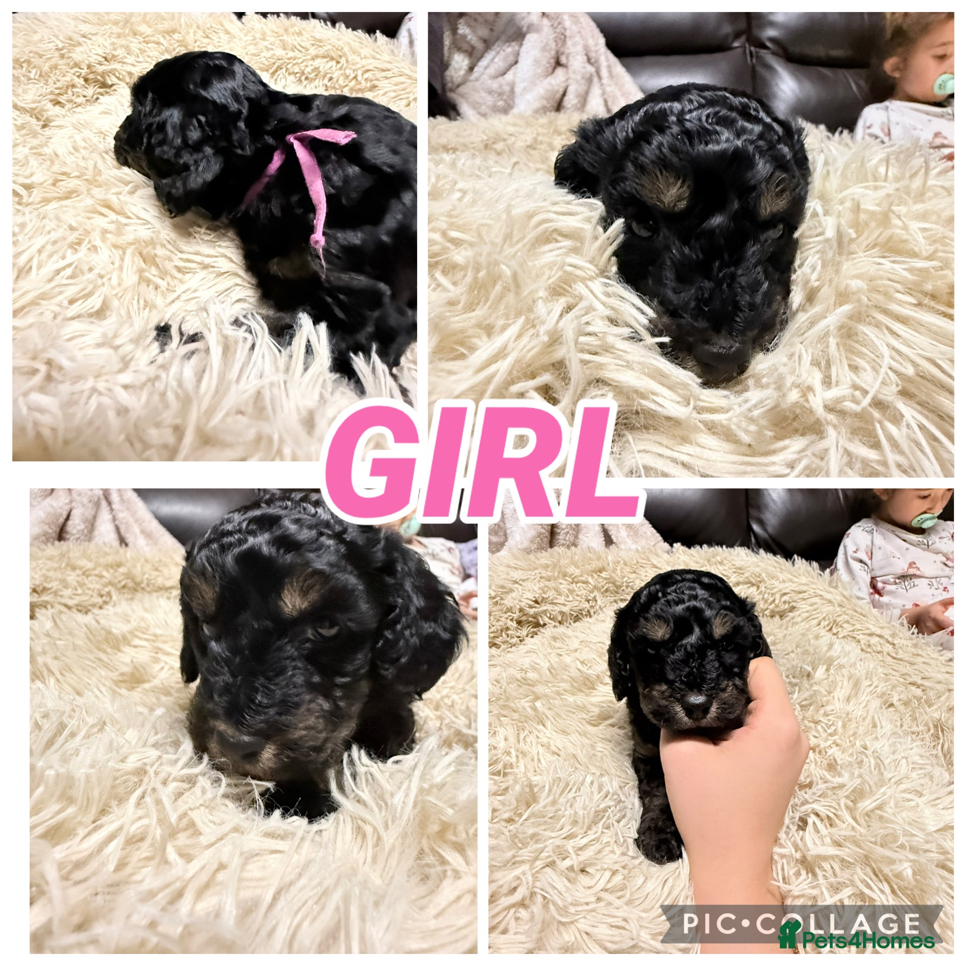 Mixed Breed dogs for sale: Hybrid Miniature X Toy Poodle puppies  - Advert 2
