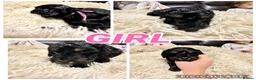 Mixed Breed dogs for sale: Hybrid Miniature X Toy Poodle puppies  - Advert 2