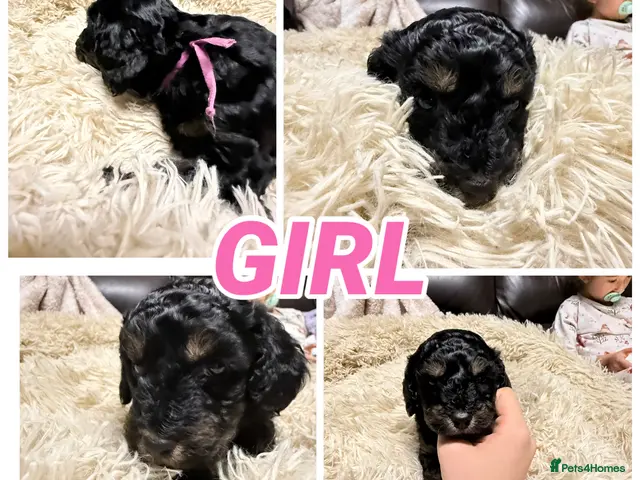 Mixed Breed dogs for sale: Hybrid Miniature X Toy Poodle puppies - Advert 2