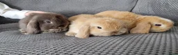 Mini Lop rabbits for sale: Baby mini lop bunnies 🐰  - Advert 4