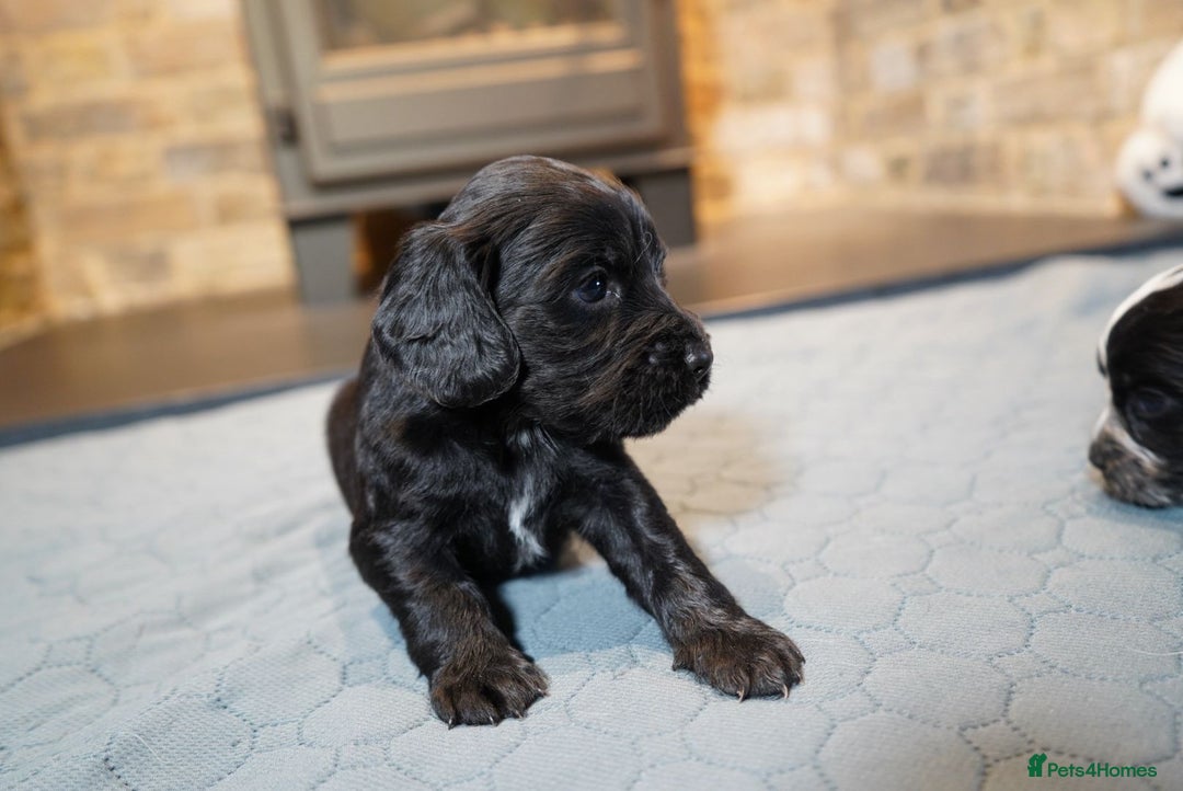 Cocker Spaniel dogs for sale: Chocolate, Blue Roan & Black Cocker Spaniel Babies - Advert 6