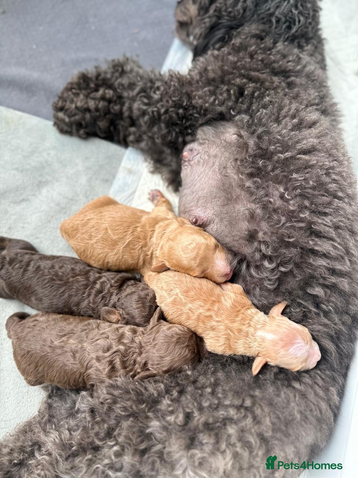 Cockapoo dogs for sale: Beautiful F2B Toy Cockapoo Puppies Ready 1st July  - Advert 3