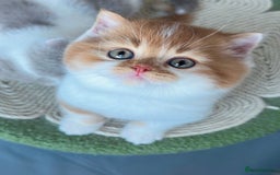 British Shorthair cats for sale: Exceptional British Shorthair Kittens, GCCF& TICA  - Image 3