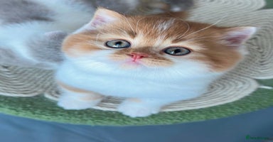 British Shorthair cats - Advert 3