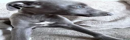 Whippet dogs for sale: I BEAUTIFUL GIRL LEFT READY NOW - Advert 3