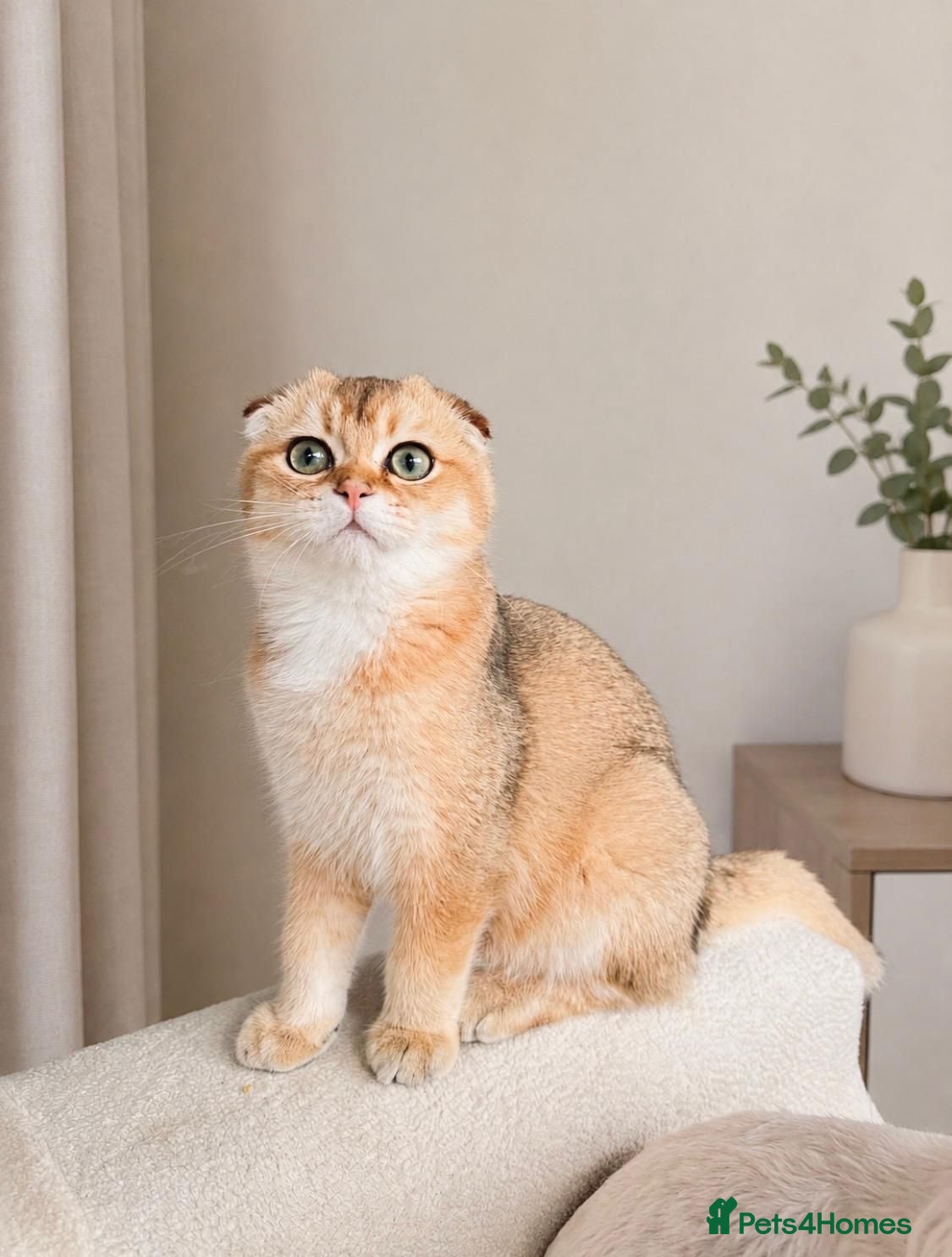 Scottish Fold cats 🐾 TICA Registered Scottish Fold Boy  🩵 - Advert 1