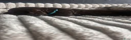 Cocker Spaniel dogs for sale: Beautiful cocker spaniel puppies - Advert 14